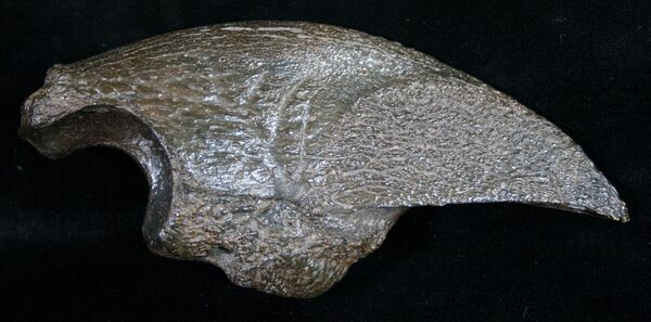A fossil claw of the giant ground sloth Megalonyx found in Florida.